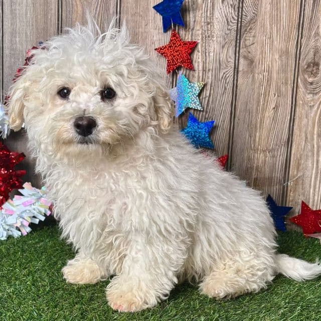 Bo - Poochon Male