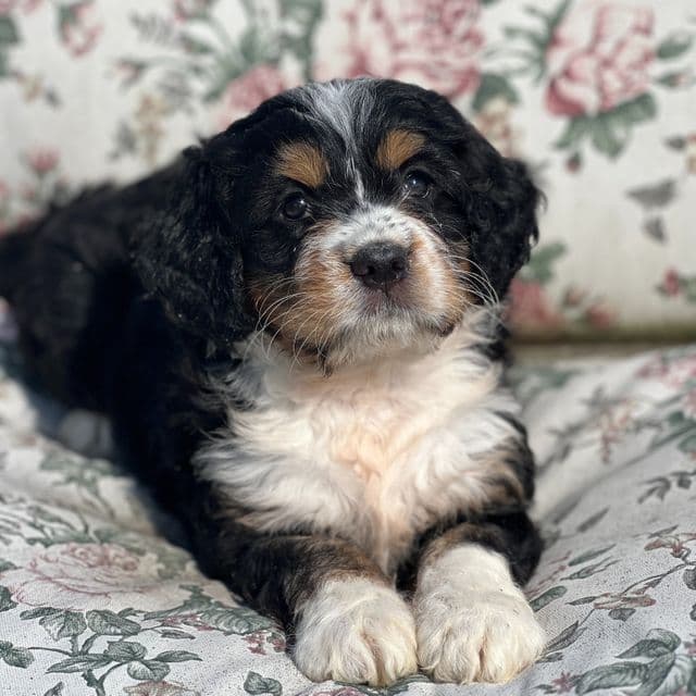 Penny - Bernedoodle Female