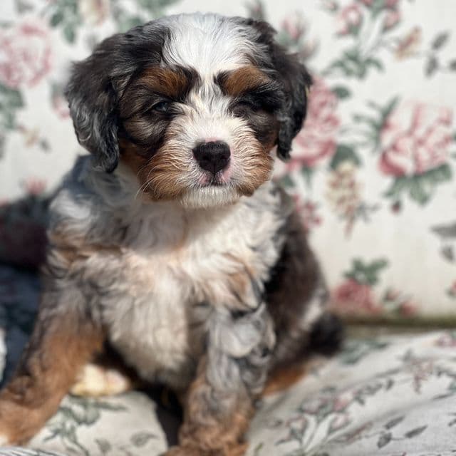Olie - Bernedoodle Male