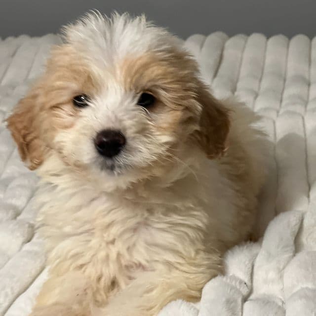Rascal - Goldendoodle Male