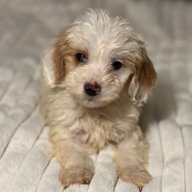 Petey - Goldendoodle Male