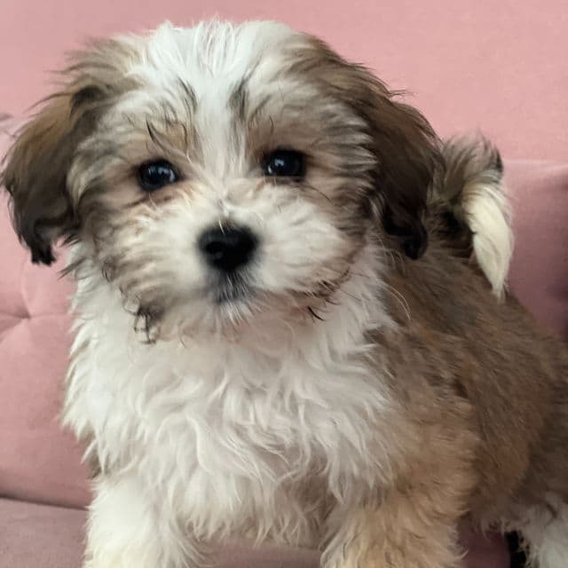 Sugar - Havanese Female