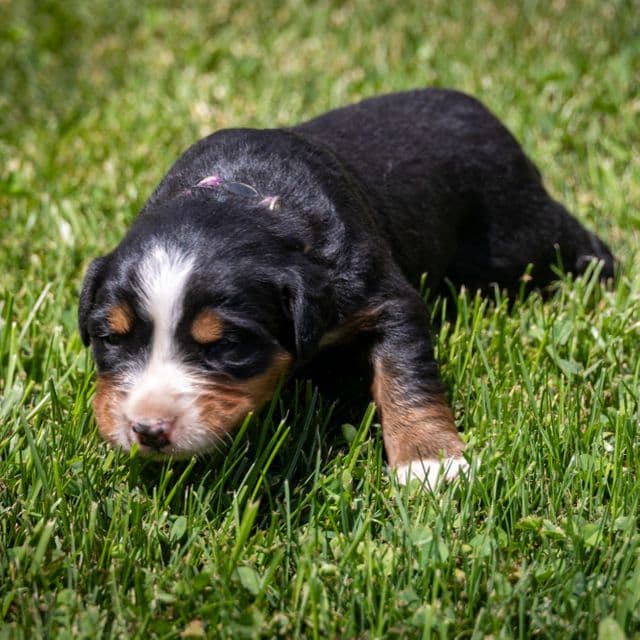 Purple Girl - Bernese Mountain Dog Male