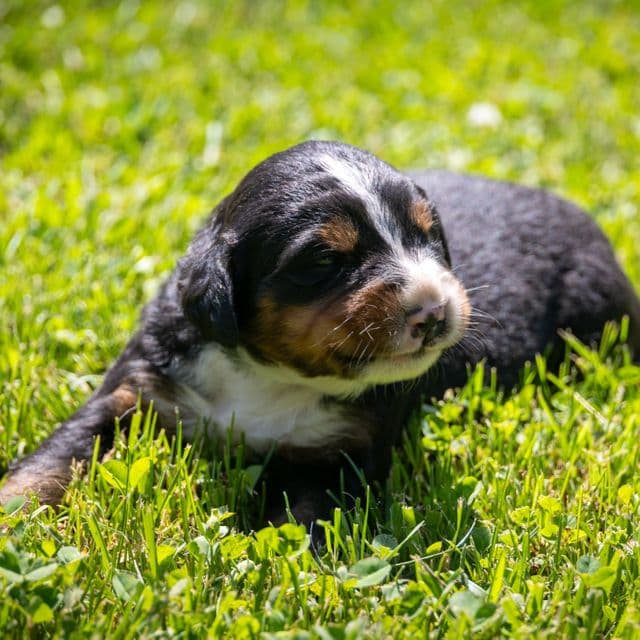 Gray Girl - Bernese Mountain Dog Female