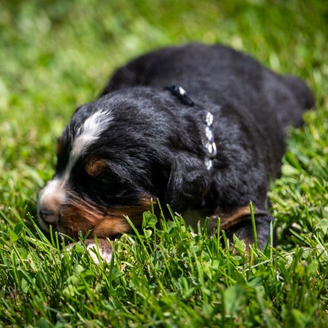 Black Girl - Bernese Mountain Dog Female