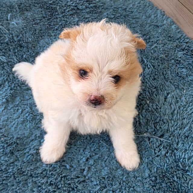 Mikey - Pomapoo Male