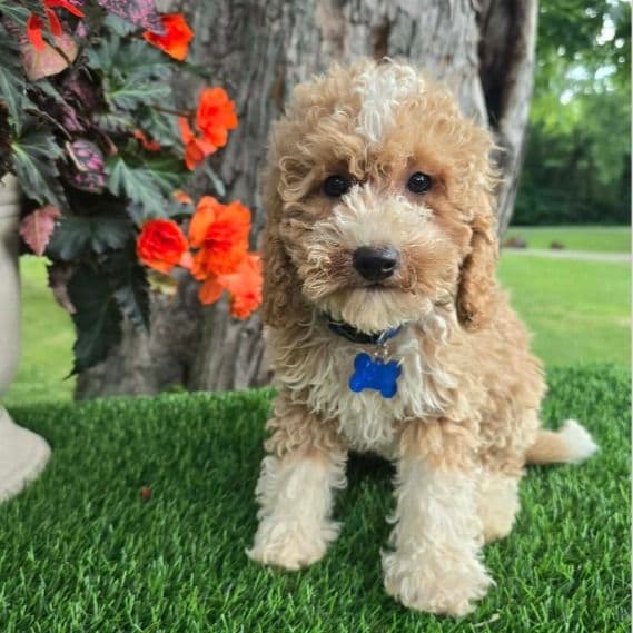Blue Collar - Goldendoodle Male