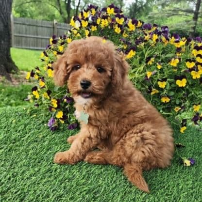 Green Male - Goldendoodle Male
