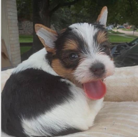 Sushi - Yorkshire Terrier Male