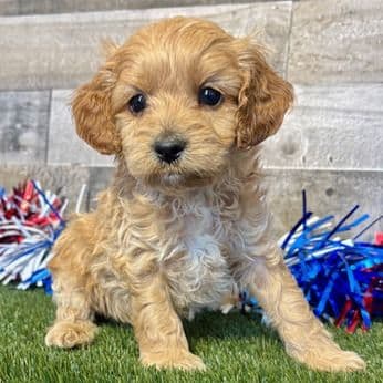 Denver - Cavapoo Male