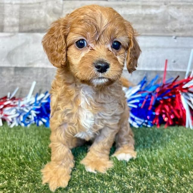 Dolly - Cavapoo Female