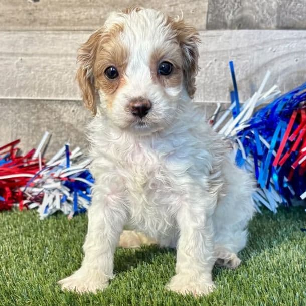 Daisy - Cavapoo Female