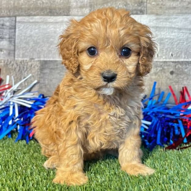Darcy - Cavapoo Female