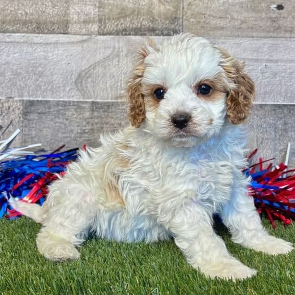 Demi - Cavapoo Female