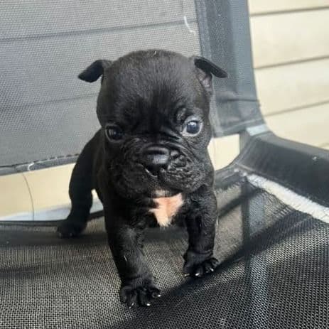 Midnight - American Bully Female