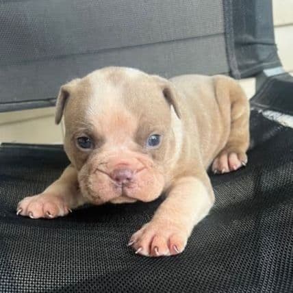 Big Bo - American Bully Male