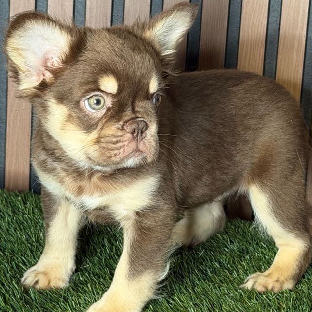 Snickers - French Bulldog Male