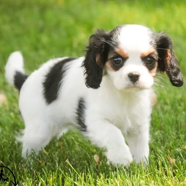 Dottie - Cavalier King Charles Spaniel Female