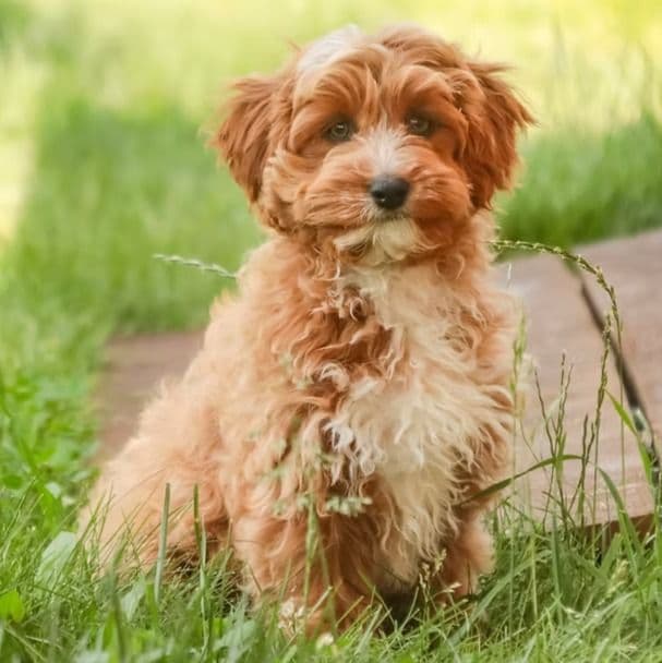 Herbie - Cavapoo Male