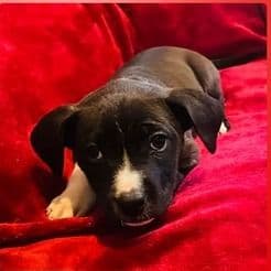 Female 1 - American Pit Bull Terrier Female
