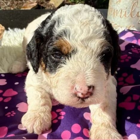 Liberty - Standard Poodle Female