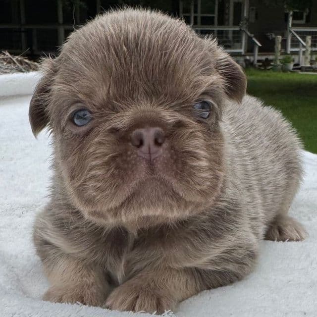 Bubbles - French Bulldog Female