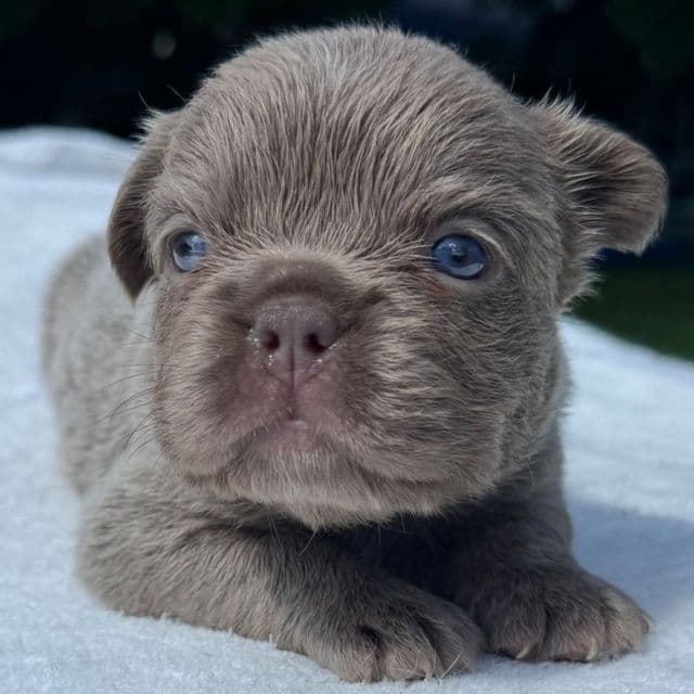 Pearl - French Bulldog Female
