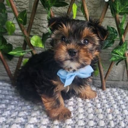 Neeko - Morkie Male