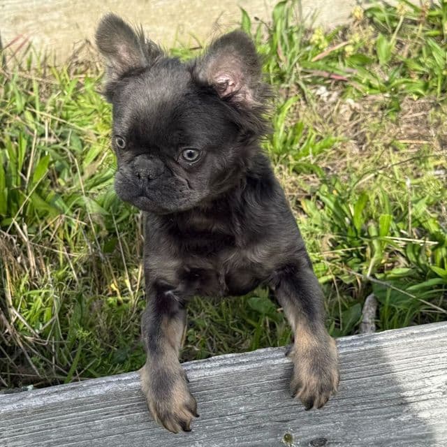 Fluffy Faye - French Bulldog Female