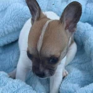 Saul - Chihuahua Male