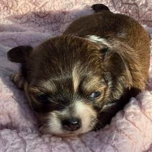Misty - Chihuahua Female