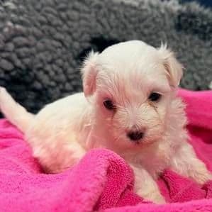 Ginnie - Maltese Female