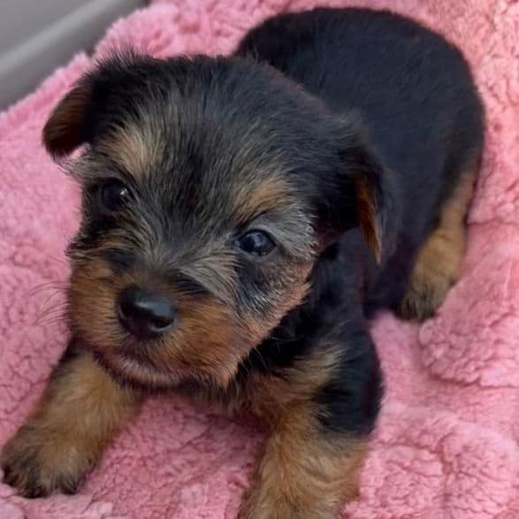 Abbie - Yorkshire Terrier Female