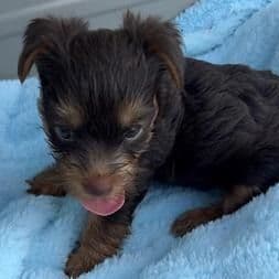 Kane - Yorkshire Terrier Male