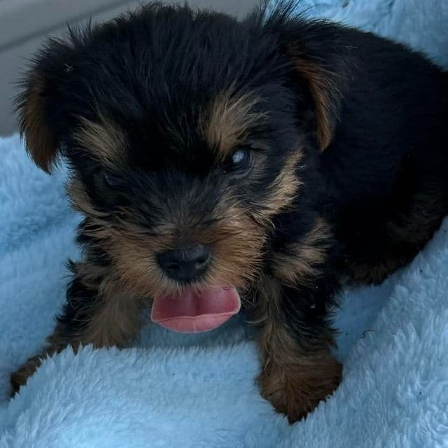 Kyle - Yorkshire Terrier Male