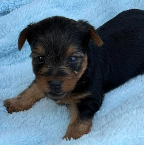 Buster - Yorkshire Terrier Male