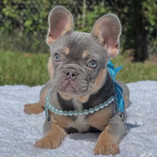 Pixie - French Bulldog Female