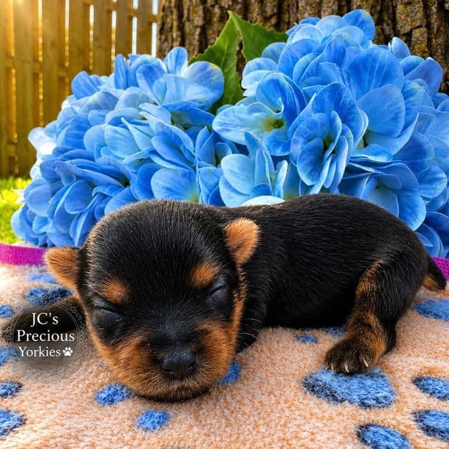 Zelda - Yorkshire Terrier Female