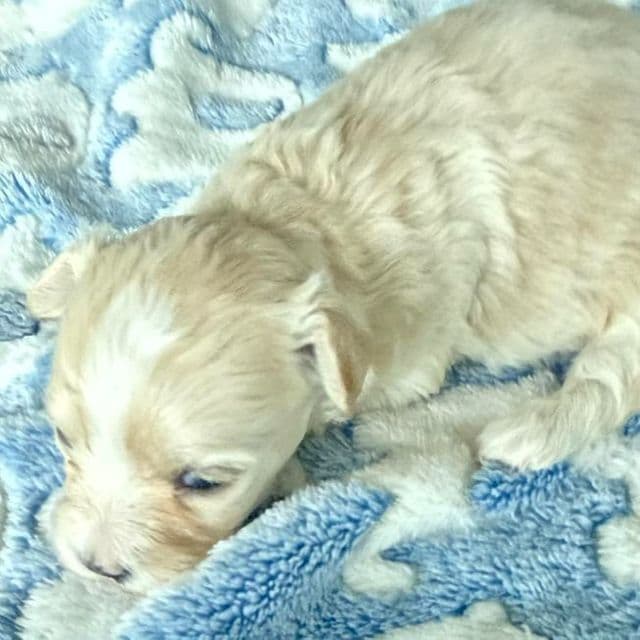 Rupert - Maltipoo Male
