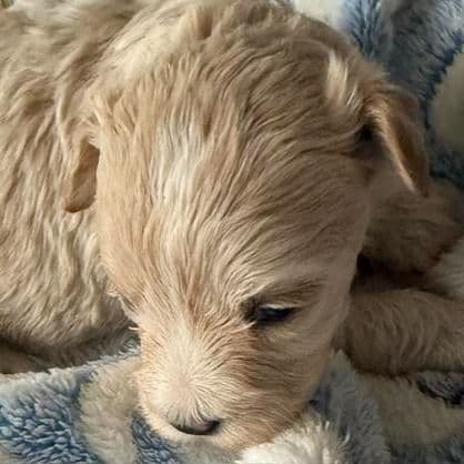 Rhett - Maltipoo Male