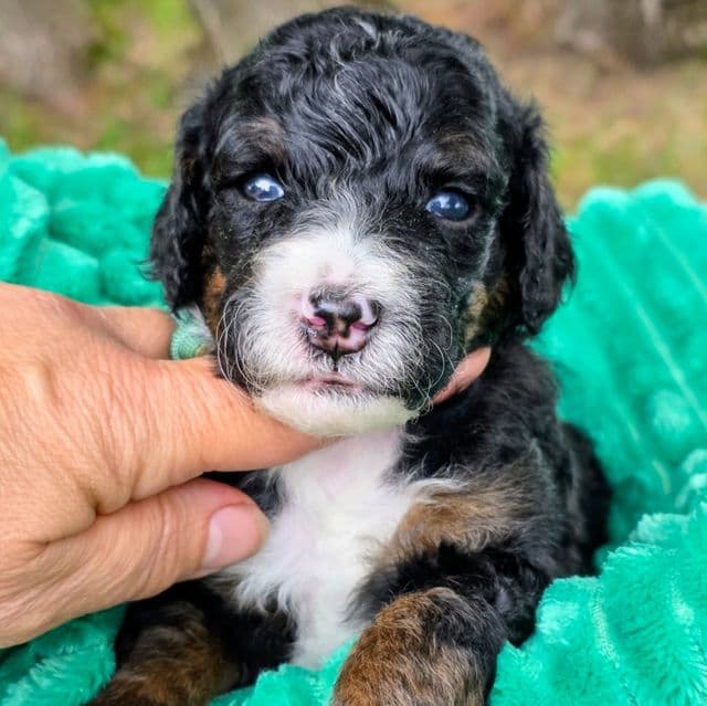 Babe- mini - Bernedoodle Male