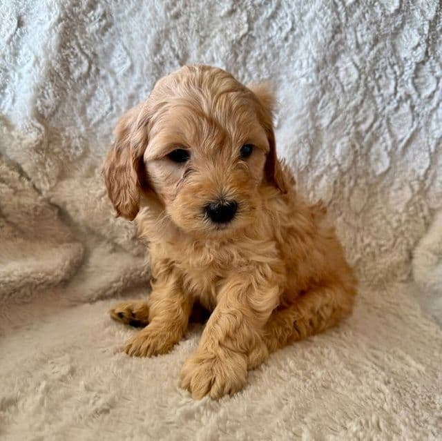 BROWN BOY - F1B - Goldendoodle Male