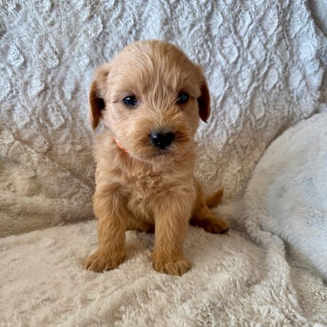 ORANGE BOY - F1B - Goldendoodle Male