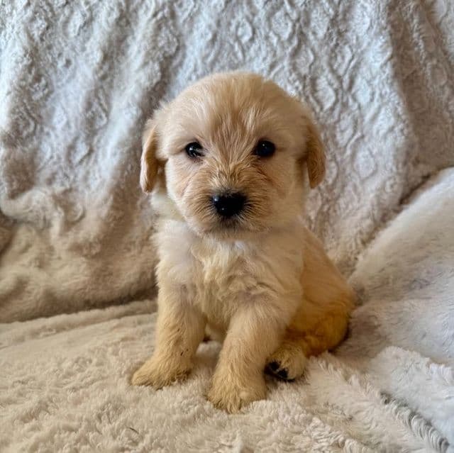 GREY BOY - F1B - Goldendoodle Male
