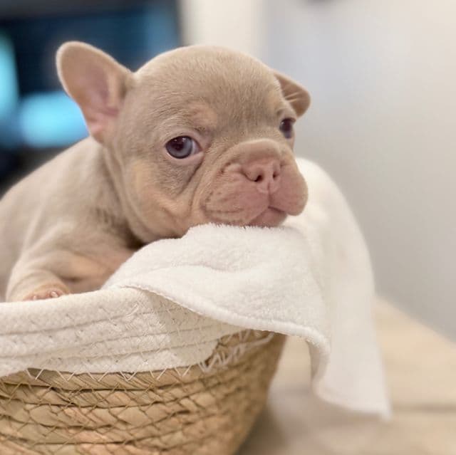 Gorgeous - French Bulldog Female