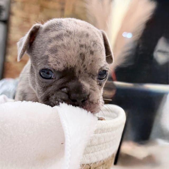 Sarge - French Bulldog Male