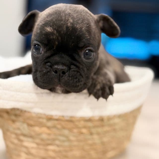 Saint - French Bulldog Male