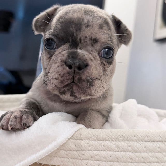 Charlie - French Bulldog Female