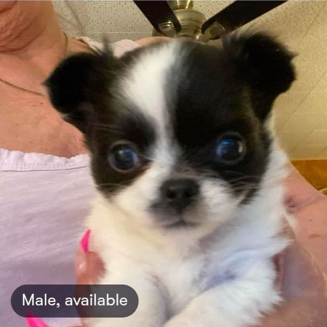 Brat - Chihuahua Male
