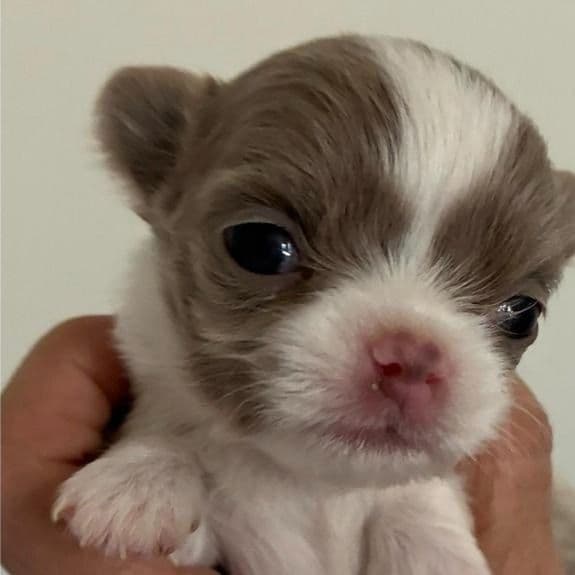 Trouble - Chihuahua Male